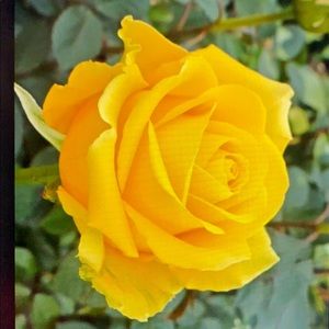 Meet your Posher, Jean